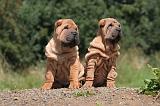 SHAR-PEI 825